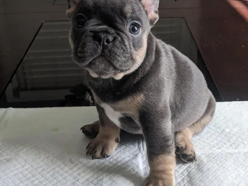 Jgrfrenchies photo 1