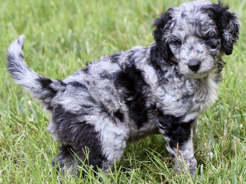 JiggyBuck Pups