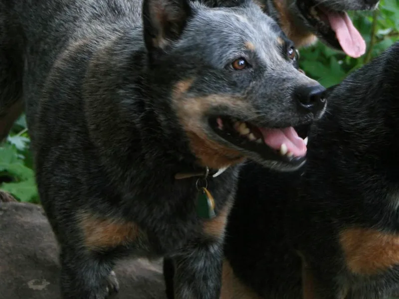Jilaroo Australian Cattle Dogs