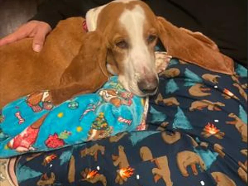 Jill's Basset Hounds