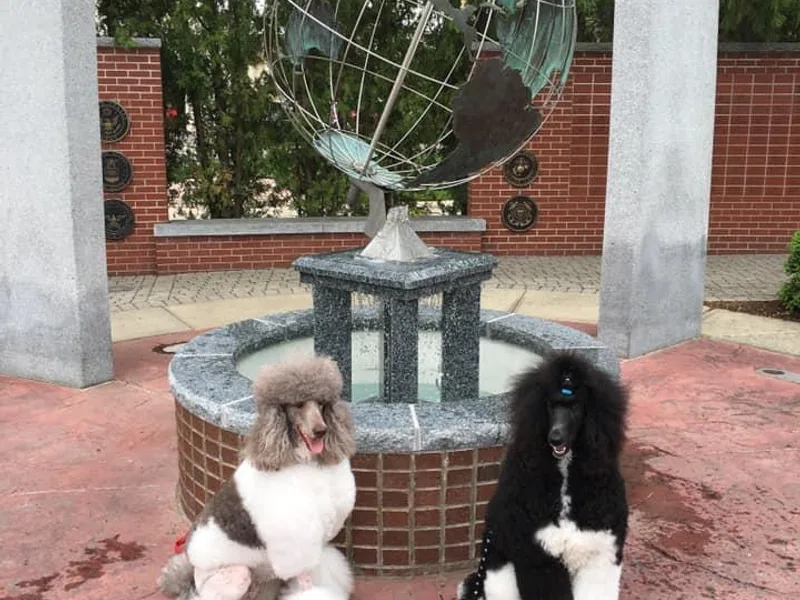 Jillafer’s Standard Poodles