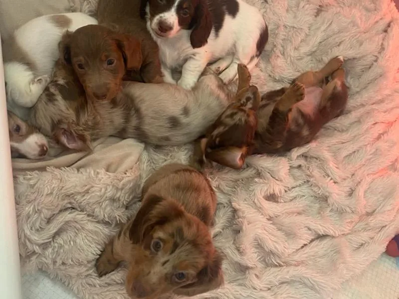 Jillian's Pups photo 1