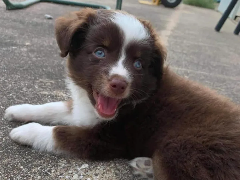 JIlly’s Aussies photo 1