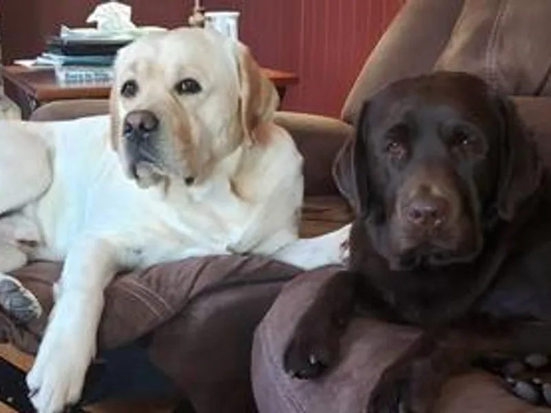 Jim's Labrador Retrievers