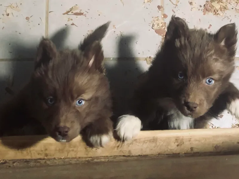Jimenez Family Siberians