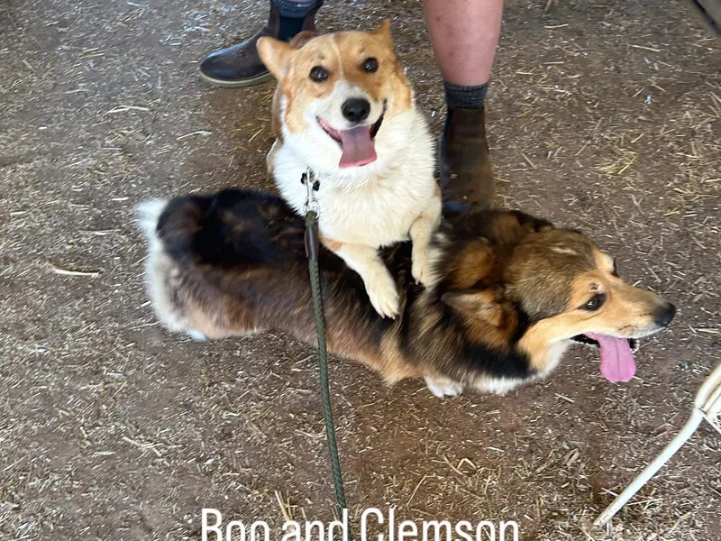 Jimerson Corgis