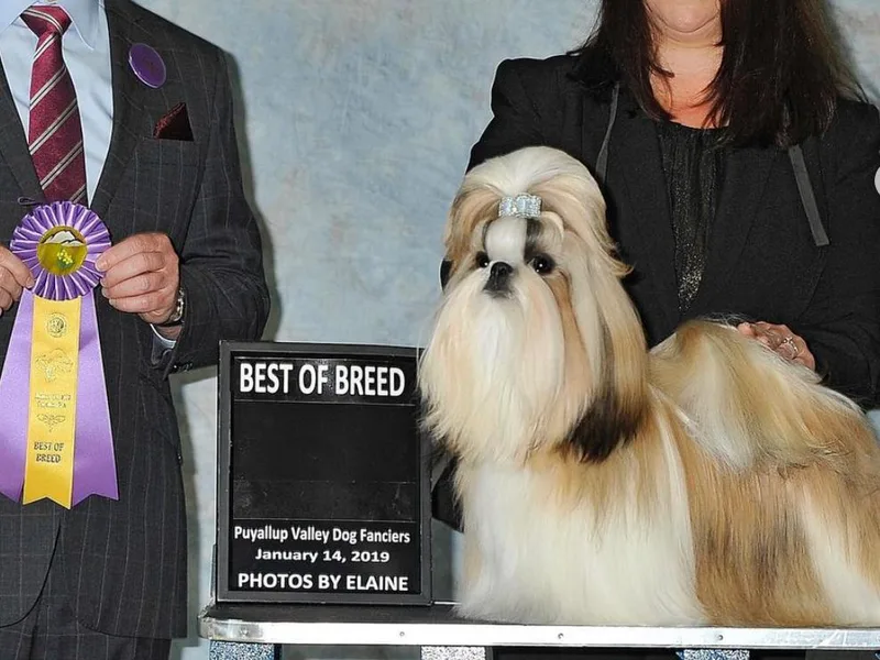 Jin Lu Shih Tzu