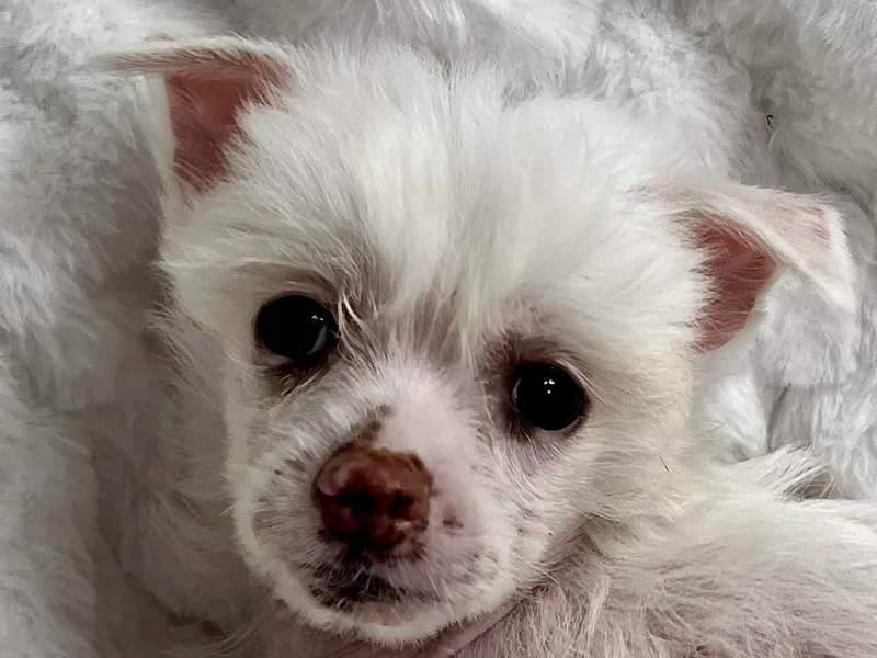 JJ’s Pawz and Clawz