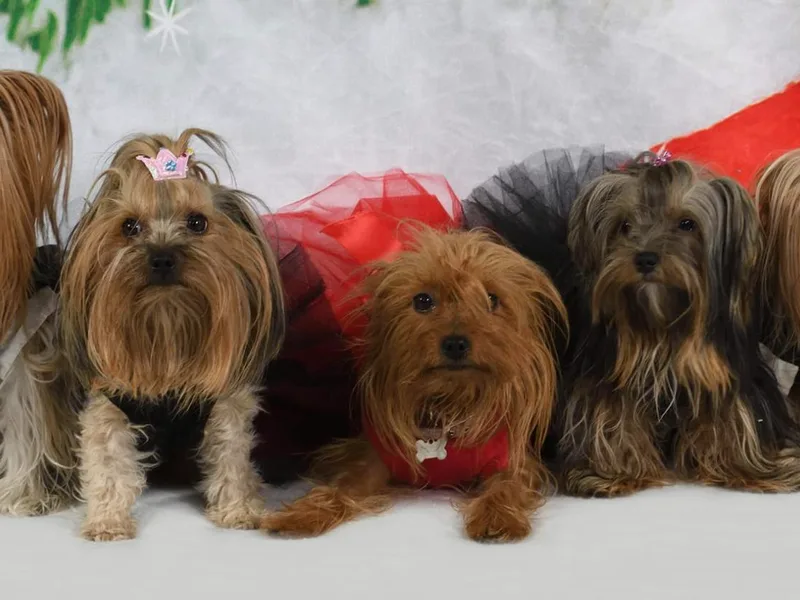 JJ's Yorkies
