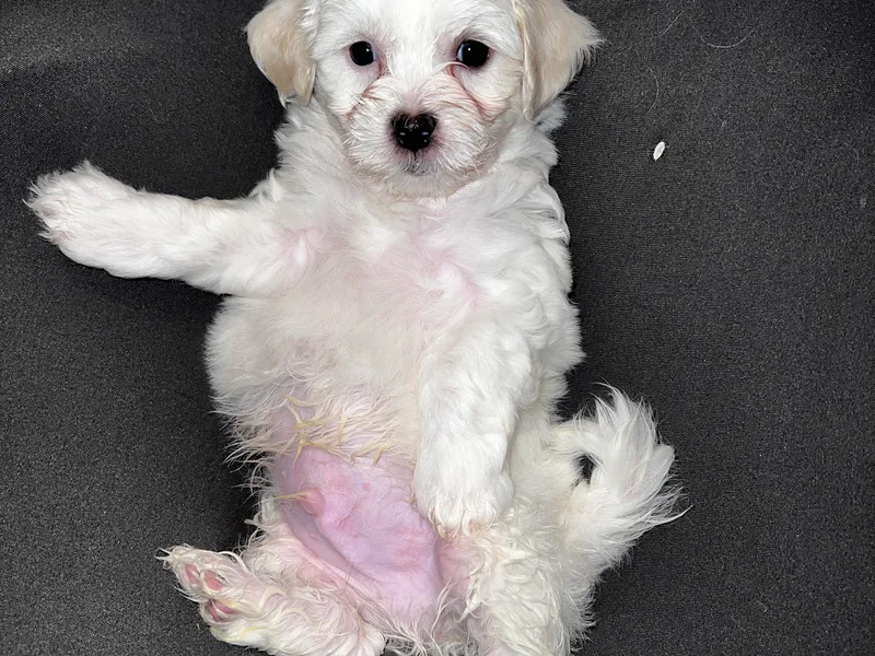 JJR Doggie World LLC