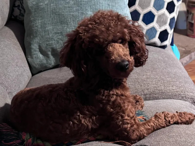 JJs Puppies of the Carolinas