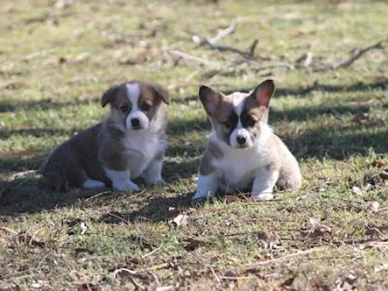 JK Ranch Corgis