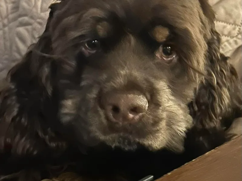 JK’s Cocker Spaniels