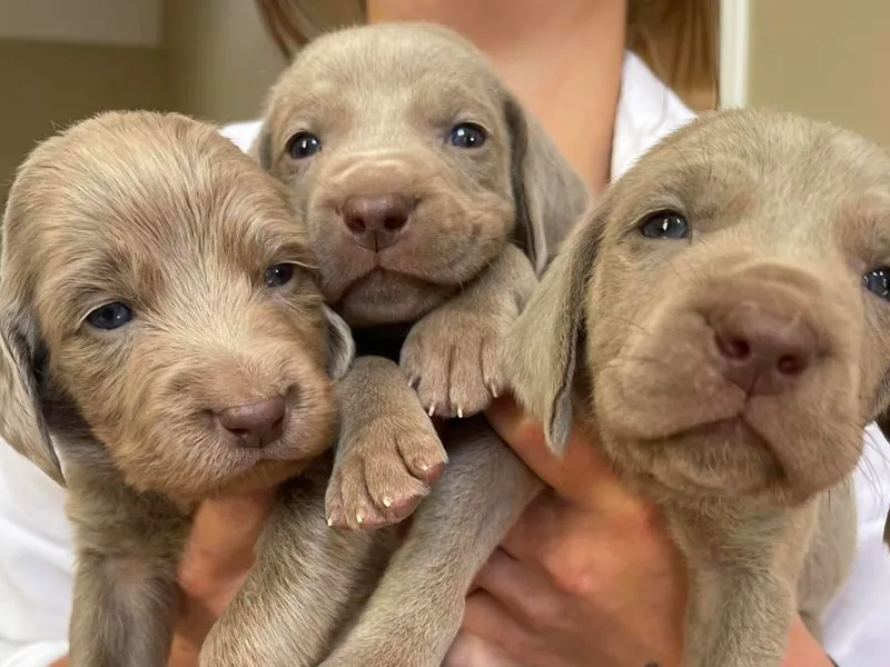 JK Silver Weimaraners
