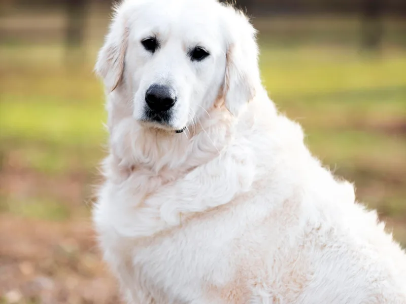 JLB's Yonah Goldens