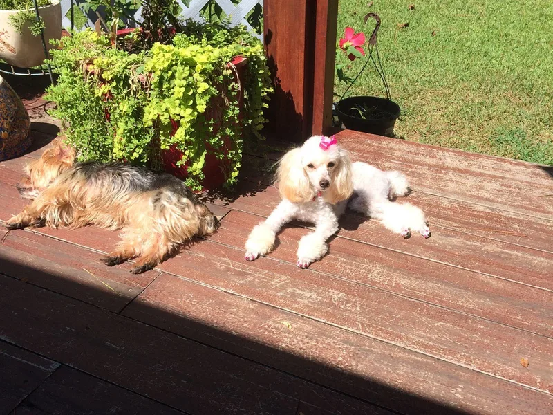 Jm’s Precious Poodles