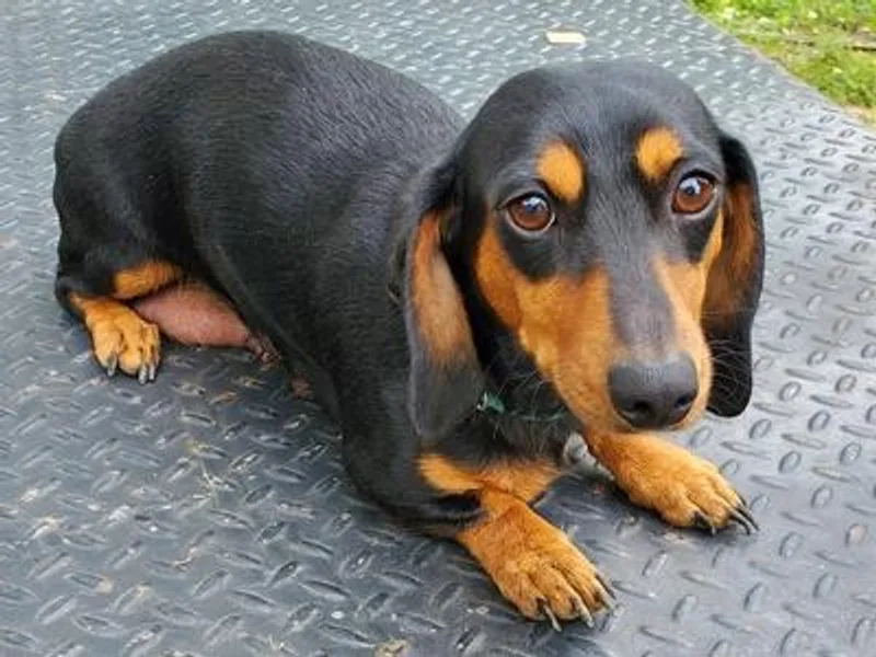 Jo-Ruth's Dachshunds