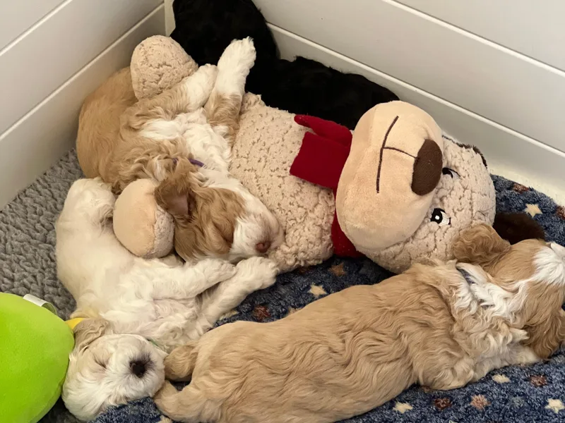 JoaLins Labradoodles