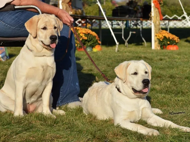 Joan Burroughs' Labrador Retrievers