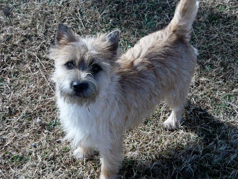 Joan Gardner's Cairn Terriers