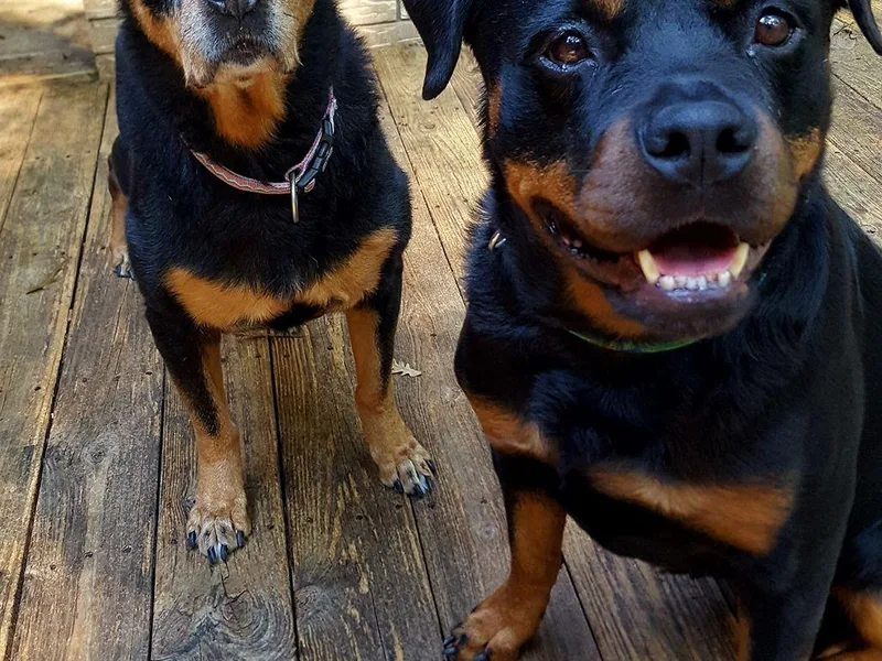 Joan's Rottweilers