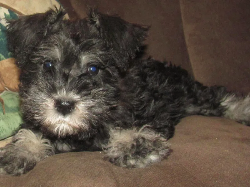 Joan's Schnauzers