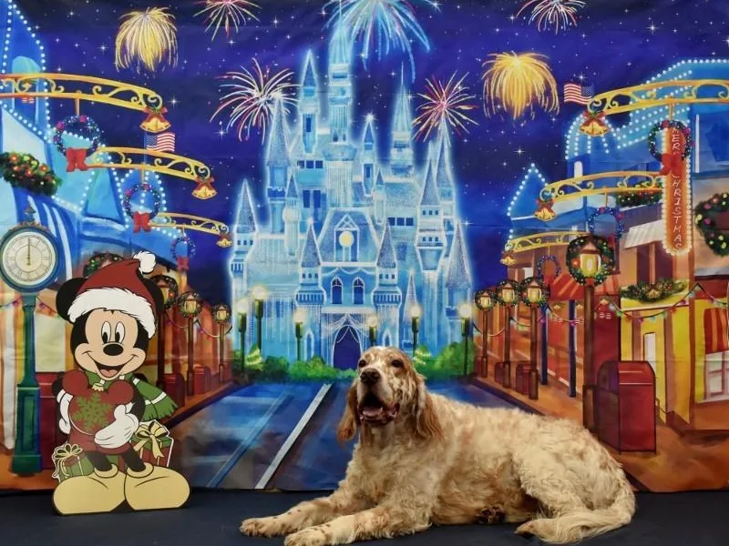 JoAnn Kirksmith's English Setters