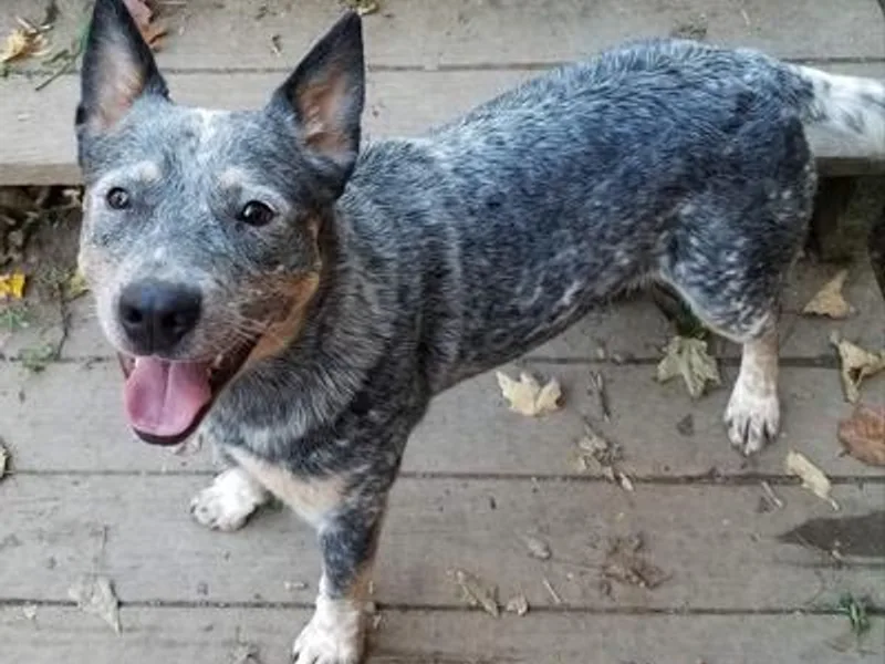 JoAnn's Australian Cattle Dogs