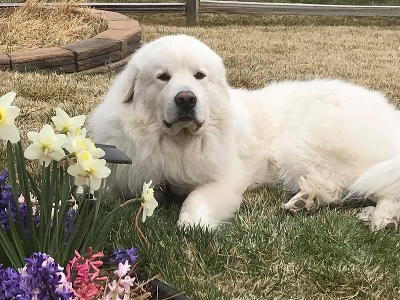 JoAnn Winks' Great Pyrenees