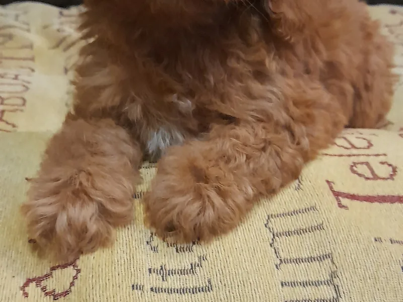 JOANNA'S CAVAPOO'S  photo 1