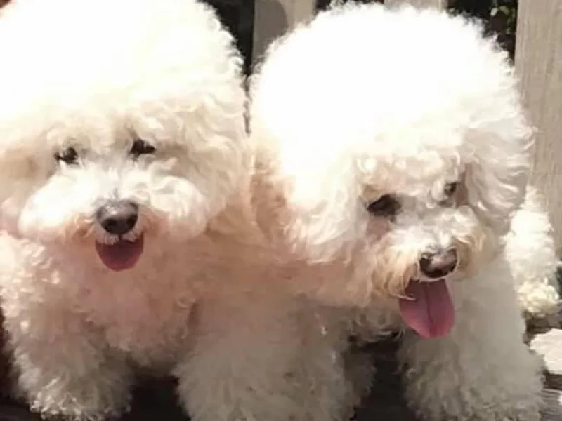 Joanne Verba's Bichon Frise