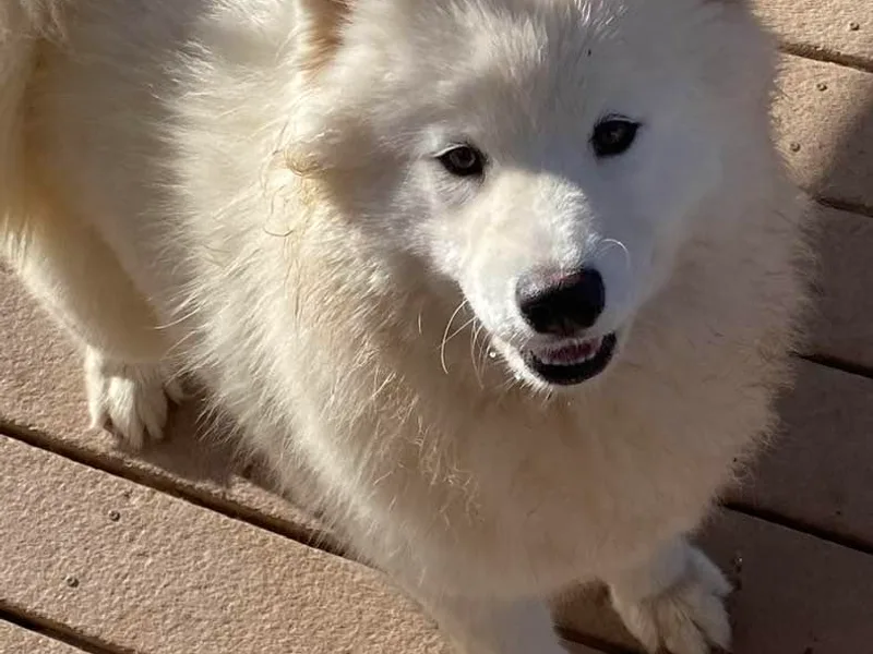 Job's Peak Samoyeds