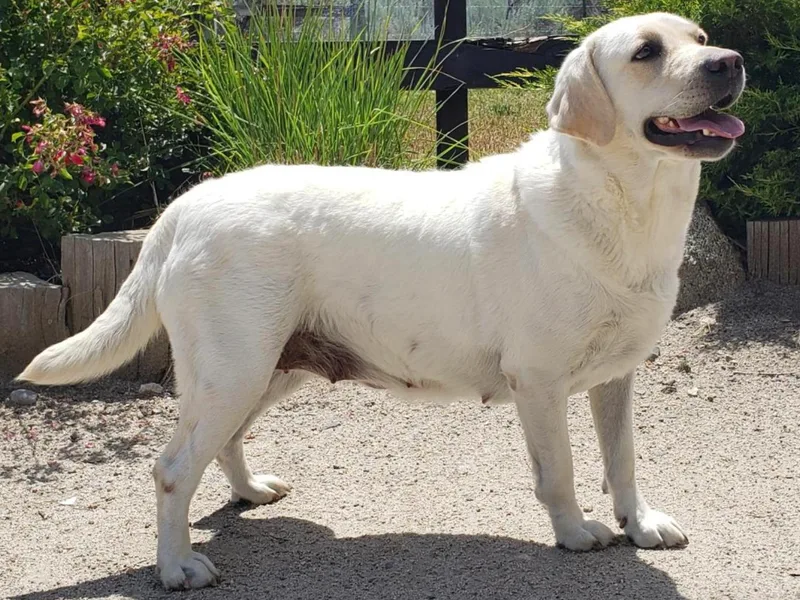 Jobs Peak Labradors