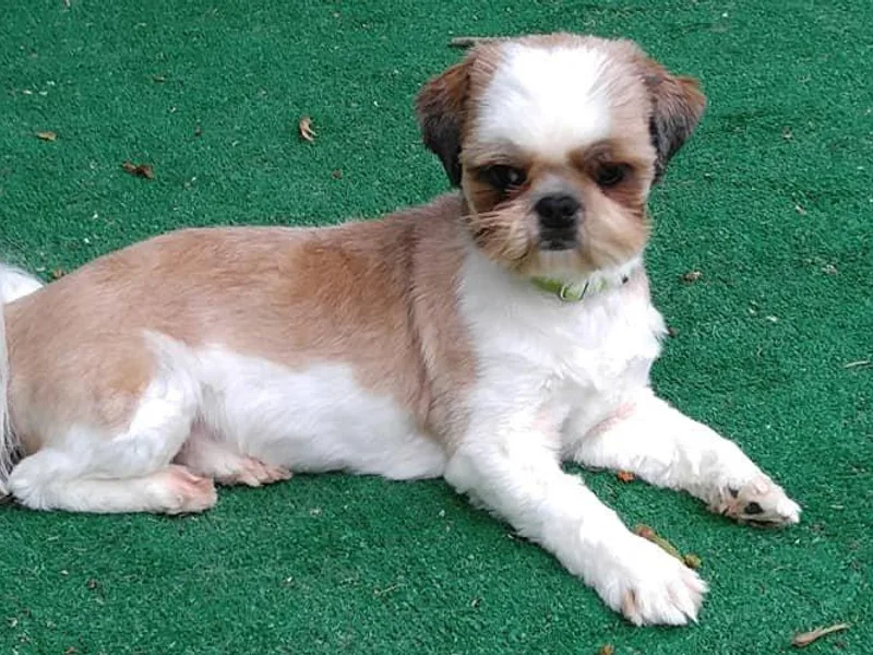 JoCar Shih Tzu