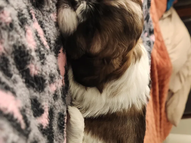 Jocelyn DeMarco's Shih Tzus