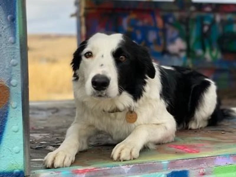 Jocelyn's Border Collies