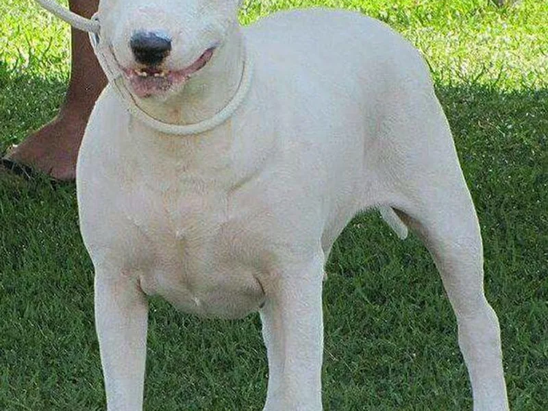 Jocko's BullTerriers