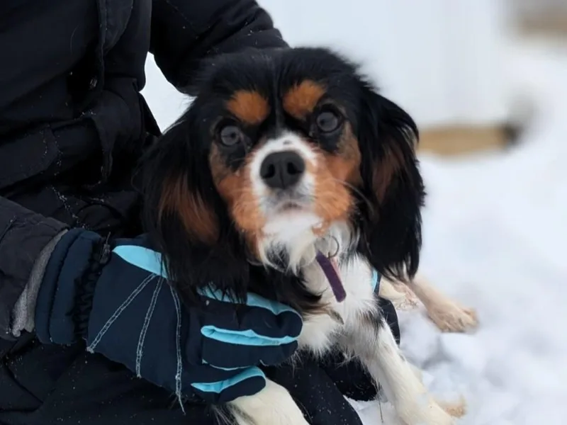 Jodi's Cavalier King Charles Spaniels and Cavapoos
