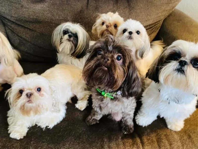 Jodi’s Shihtzus