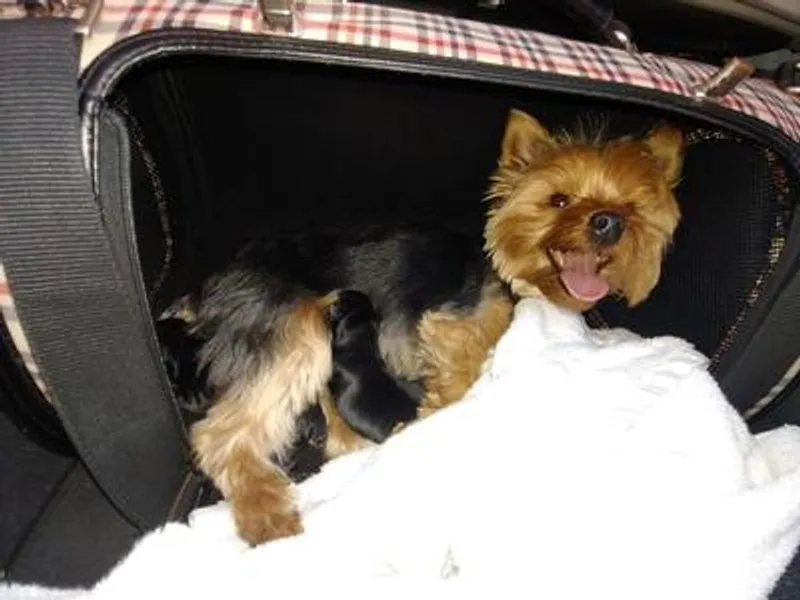 Jodi's Yorkies