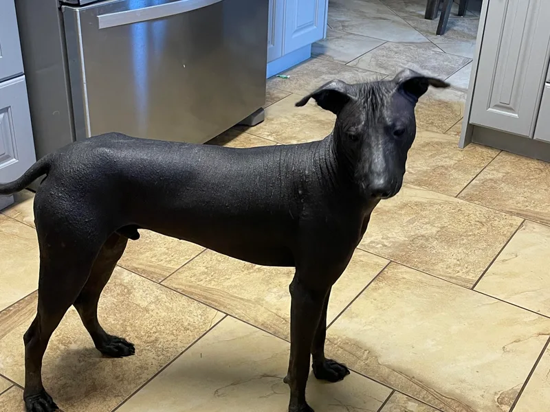 Jodi Zobell's Xoloitzcuintli