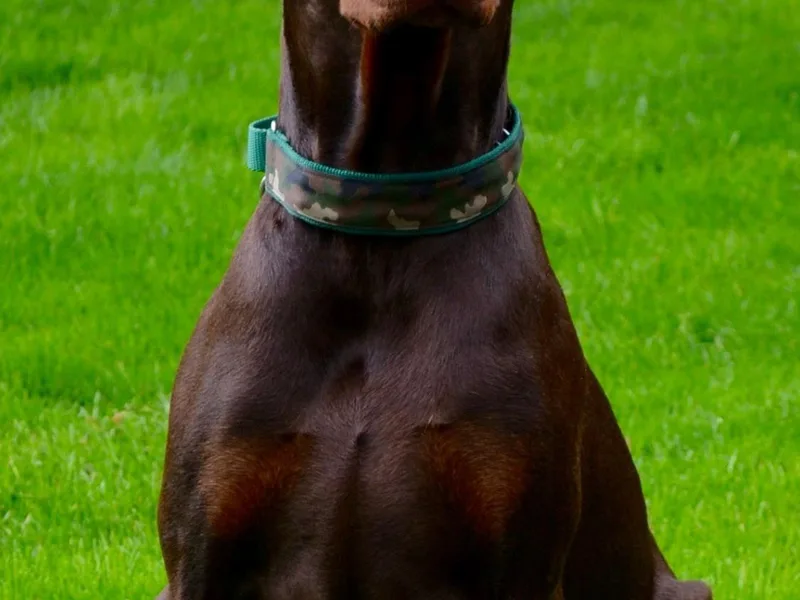 Jodie Brown's Doberman Pinschers