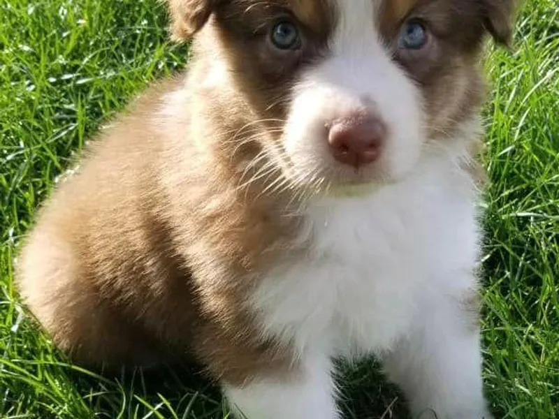 Jodie's Australian Shepherds