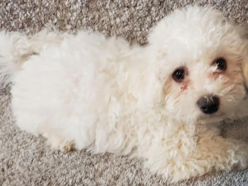 Jodith's Bichon Frise