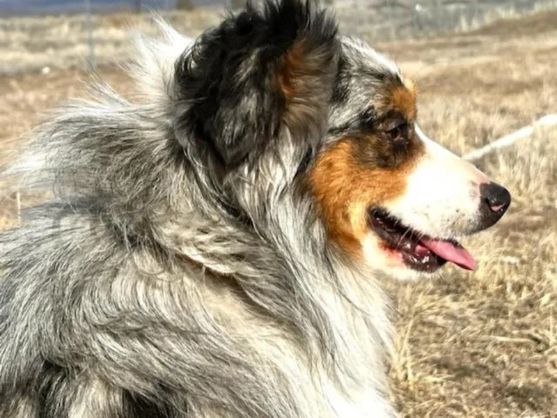 Jody's Miniature Australian Shepherds