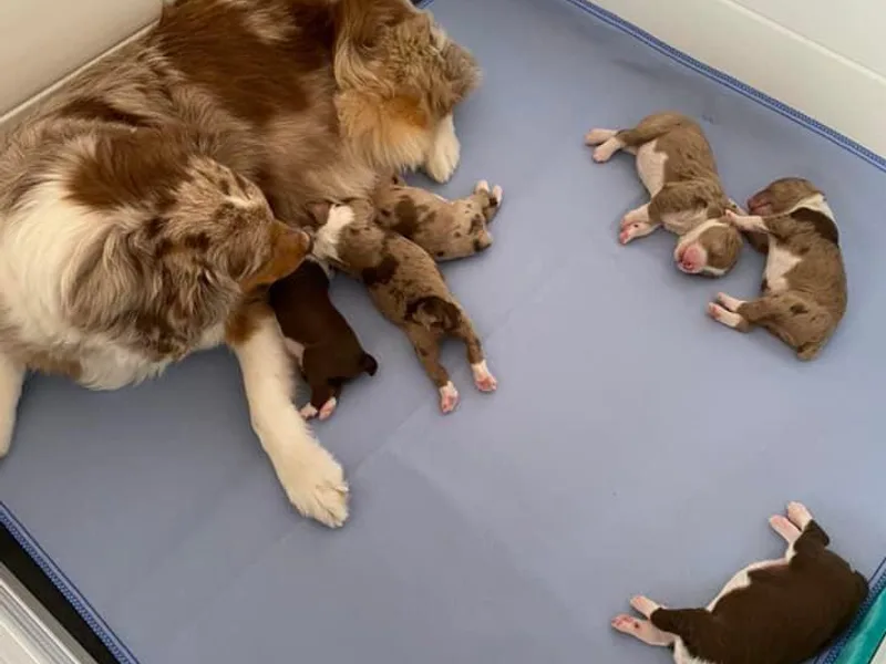 Joe Helmle's Aussiedoodles