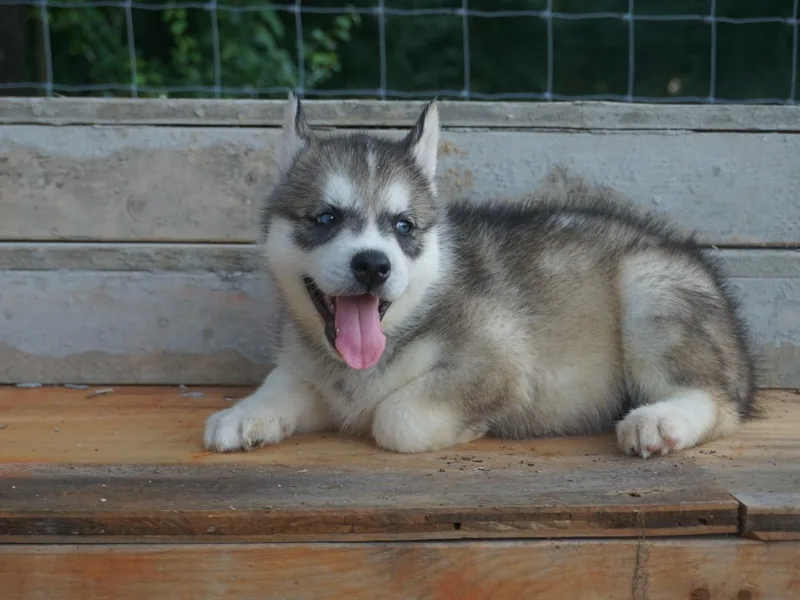 Joel's Husky Kennels