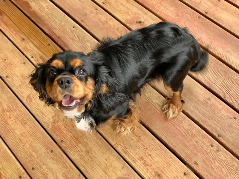 Joels Angels Cavaliers