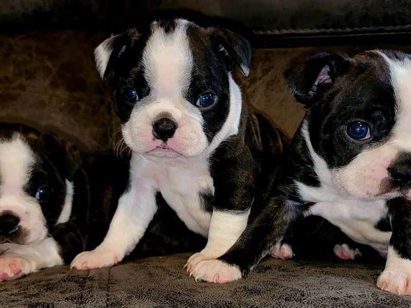 Joey's Boston Terriers