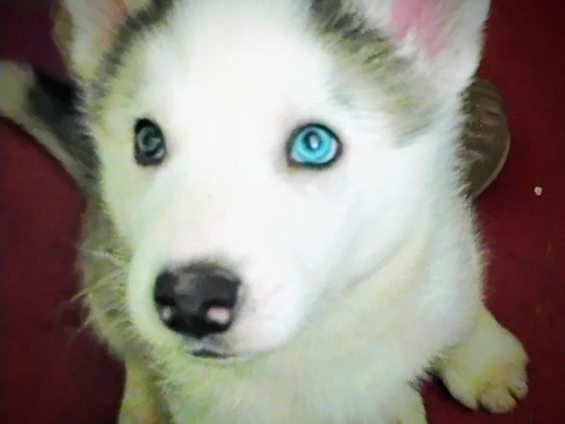 Johanna's Siberian Huskies
